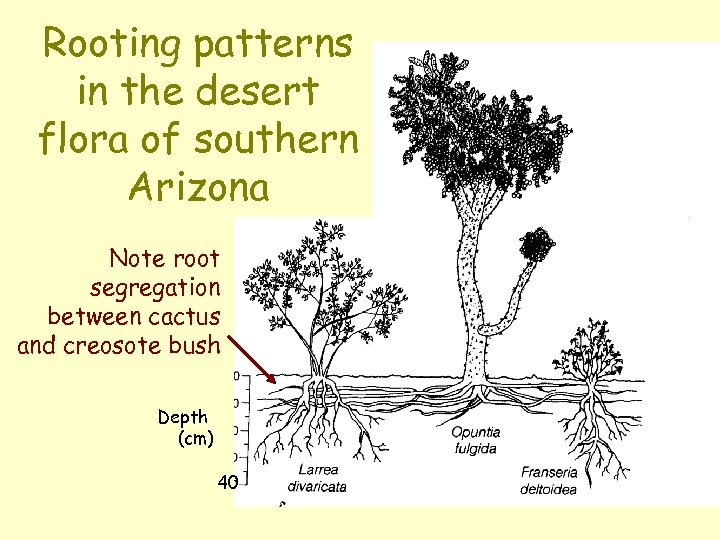 Rooting patterns in the desert flora of southern Arizona Note root segregation between cactus