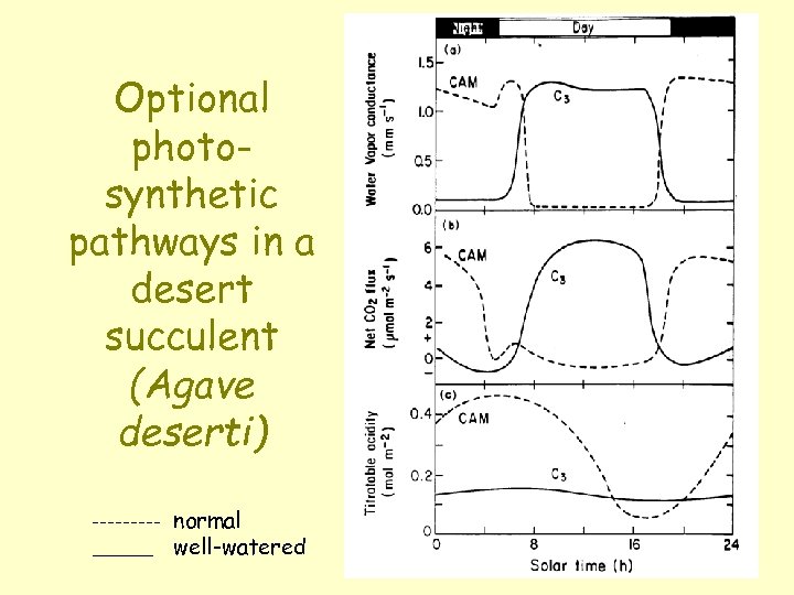 Optional photosynthetic pathways in a desert succulent (Agave deserti) normal well-watered 