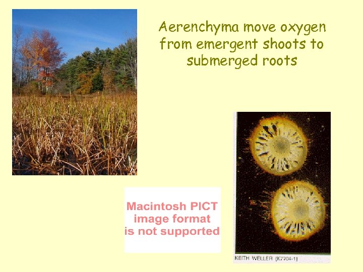 Aerenchyma move oxygen from emergent shoots to submerged roots 