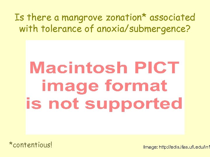 Is there a mangrove zonation* associated with tolerance of anoxia/submergence? *contentious! Image: http: //edis.