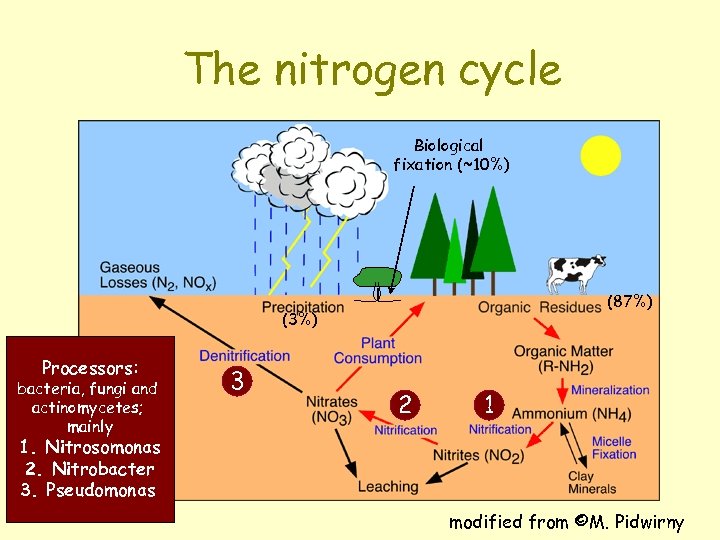 The nitrogen cycle Biological fixation (~10%) (87%) (3%) Processors: bacteria, fungi and actinomycetes; mainly