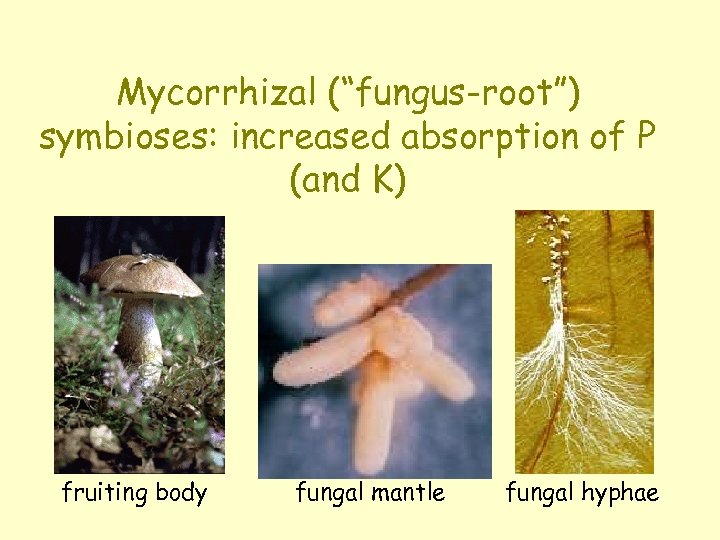 Mycorrhizal (“fungus-root”) symbioses: increased absorption of P (and K) fruiting body fungal mantle fungal