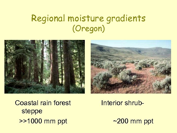 Regional moisture gradients (Oregon) Coastal rain forest steppe >>1000 mm ppt Interior shrub~200 mm