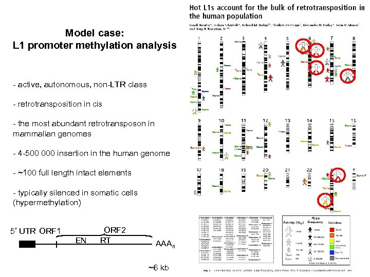 Model case: L 1 promoter methylation analysis - active, autonomous, non-LTR class - retrotransposition