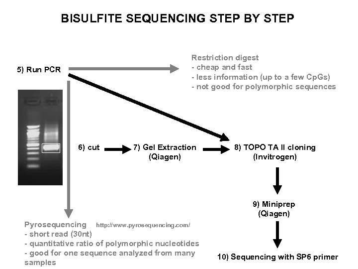 BISULFITE SEQUENCING STEP BY STEP Restriction digest - cheap and fast - less information