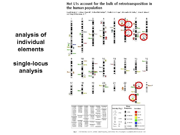 analysis of individual elements single-locus analysis 