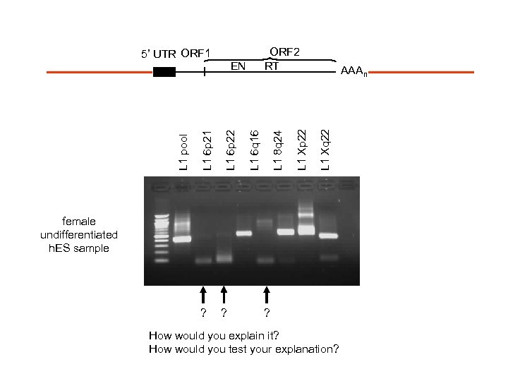 AAAn L 1 Xq 22 L 1 Xp 22 L 1 6 p 22