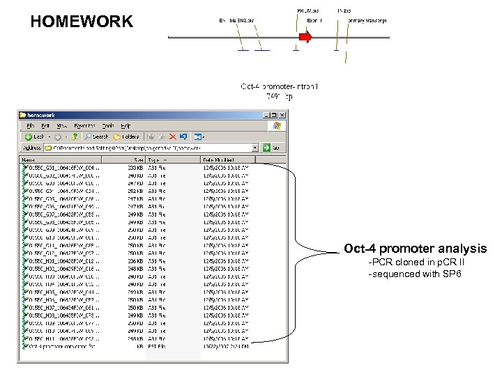 HOMEWORK Oct-4 promoter analysis -PCR cloned in p. CR II -sequenced with SP 6