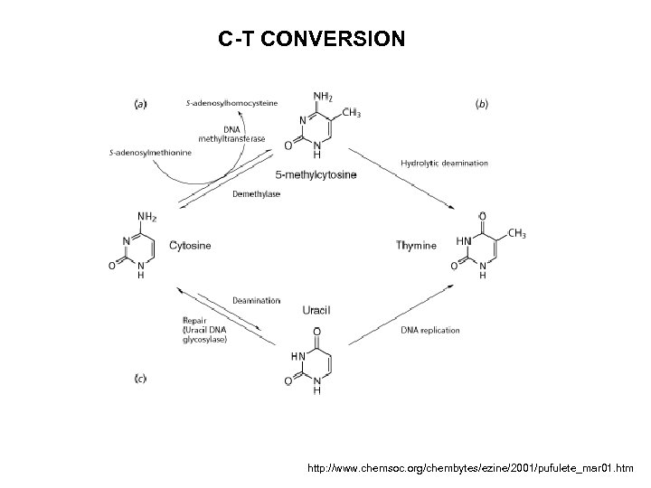 C-T CONVERSION http: //www. chemsoc. org/chembytes/ezine/2001/pufulete_mar 01. htm 