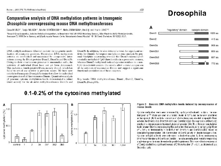 Drosophila 0. 1 -0. 2% of the cytosines methylated 