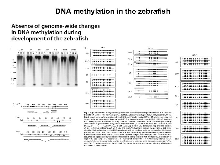 DNA methylation in the zebrafish 