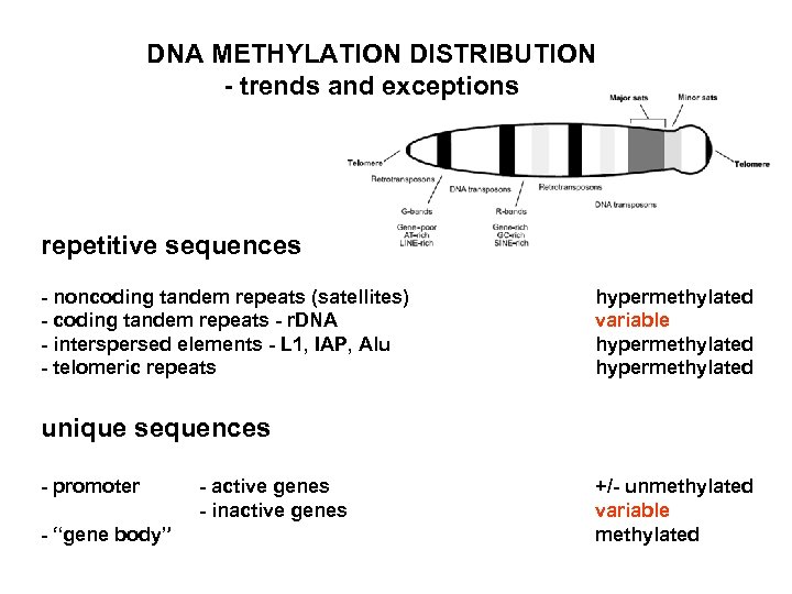 DNA METHYLATION DISTRIBUTION - trends and exceptions repetitive sequences - noncoding tandem repeats (satellites)