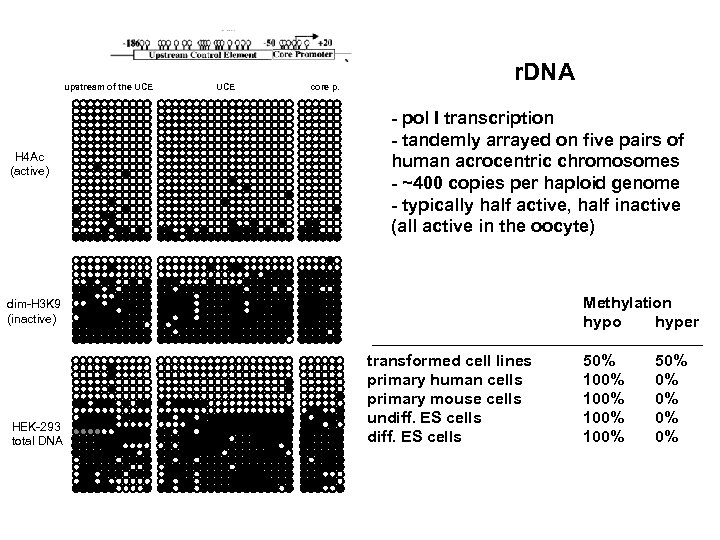 upstream of the UCE H 4 Ac (active) UCE core p. r. DNA -