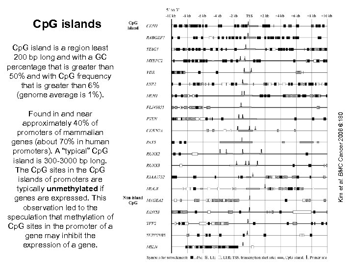 Cp. G islands Found in and near approximately 40% of promoters of mammalian genes