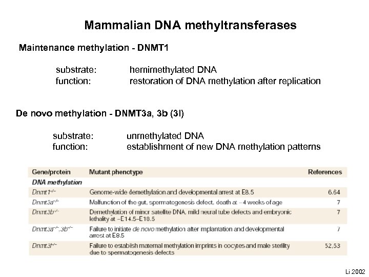 Mammalian DNA methyltransferases Maintenance methylation - DNMT 1 substrate: function: hemimethylated DNA restoration of