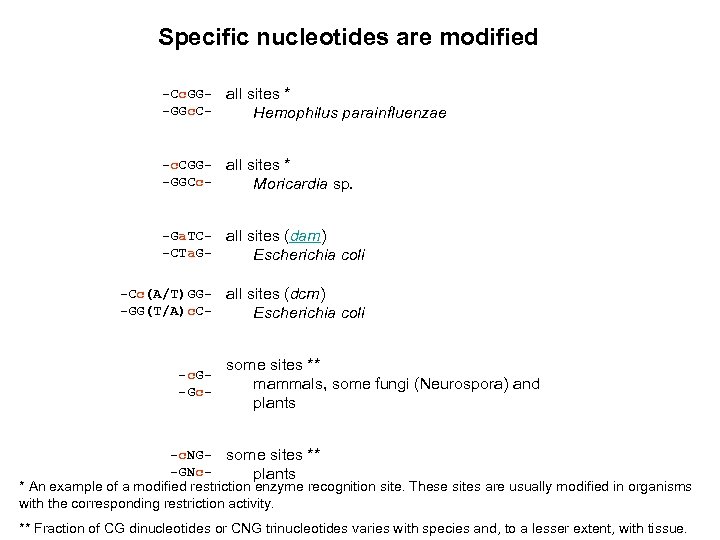 Specific nucleotides are modified -Cc. GG-GGc. C- all sites * Hemophilus parainfluenzae -c. CGG-GGCc-