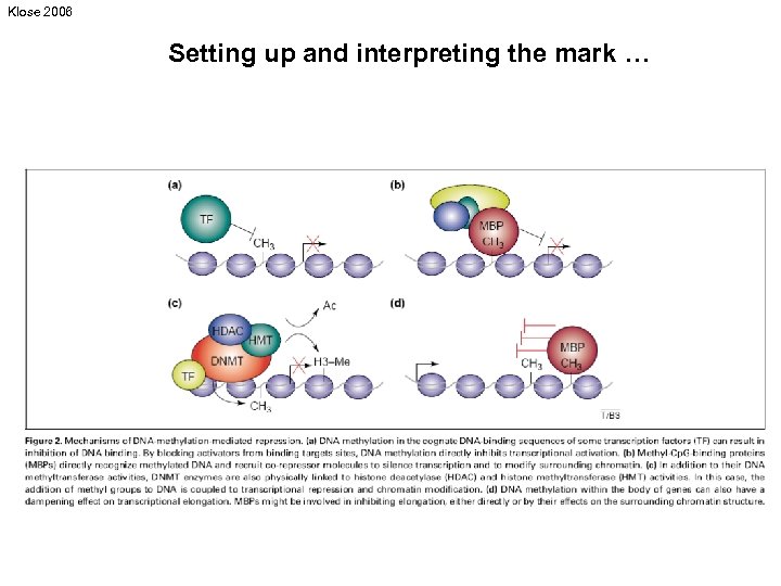 Klose 2006 Setting up and interpreting the mark … 