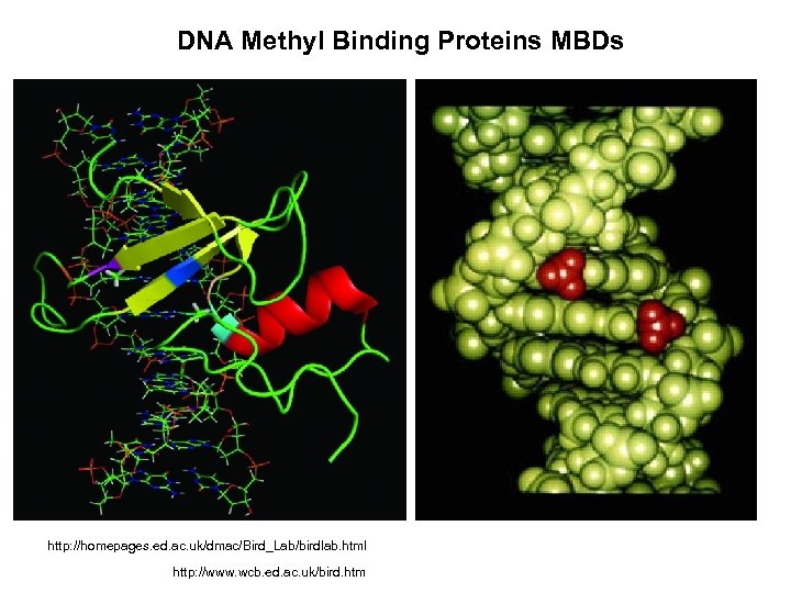 DNA Methyl Binding Proteins MBDs http: //homepages. ed. ac. uk/dmac/Bird_Lab/birdlab. html http: //www. wcb.