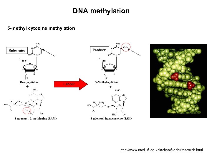 DNA methylation 5 -methyl cytosine methylation http: //www. med. ufl. edu/biochem/keithr/research. html 