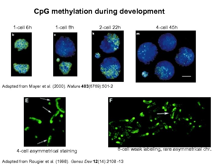 Cp. G methylation during development 1 -cell 6 h 1 -cell 8 h 2