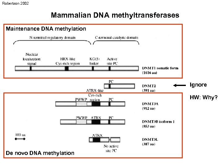 Robertson 2002 Mammalian DNA methyltransferases Maintenance DNA methylation Ignore HW: Why? De novo DNA