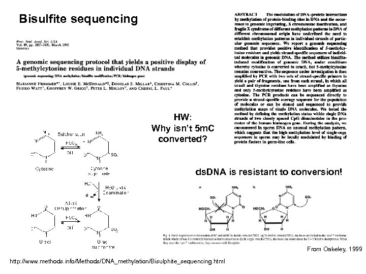 Bisulfite sequencing HW: Why isn’t 5 m. C converted? ds. DNA is resistant to