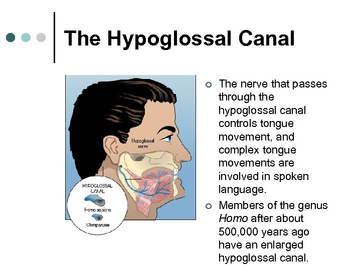 The Hypoglossal Canal ¢ ¢ The nerve that passes through the hypoglossal canal controls
