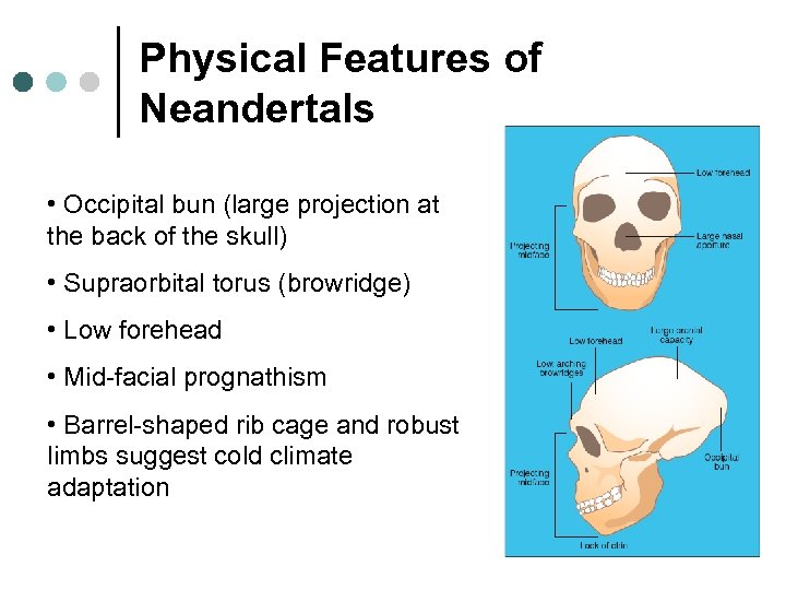 Physical Features of Neandertals • Occipital bun (large projection at the back of the
