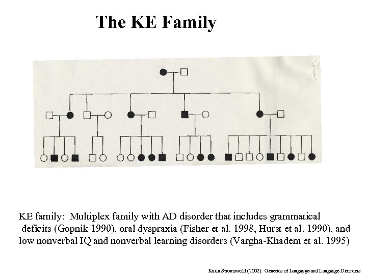 The KE Family KE family: Multiplex family with AD disorder that includes grammatical deficits