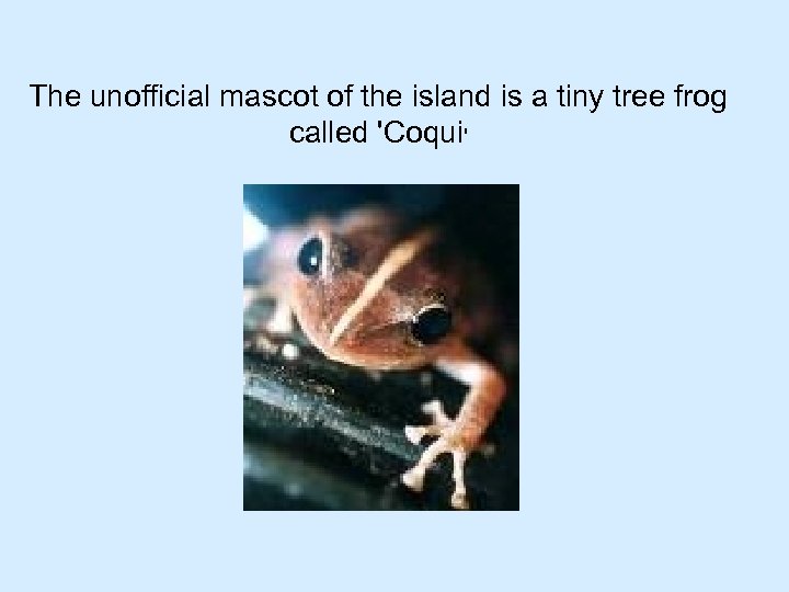 The unofficial mascot of the island is a tiny tree frog called 'Coqui' 