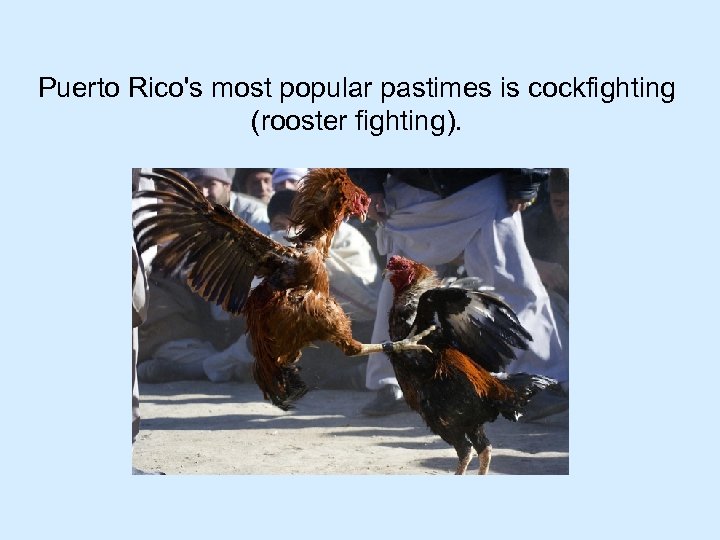 Puerto Rico's most popular pastimes is cockfighting (rooster fighting). 