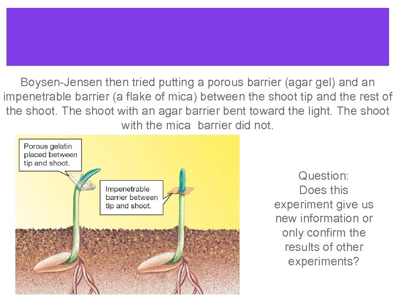 Boysen-Jensen then tried putting a porous barrier (agar gel) and an impenetrable barrier (a