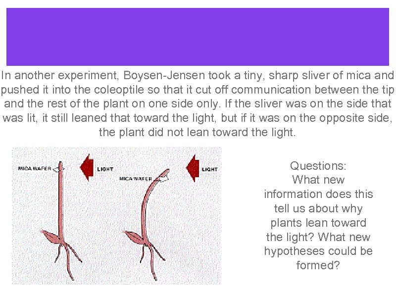 In another experiment, Boysen-Jensen took a tiny, sharp sliver of mica and pushed it