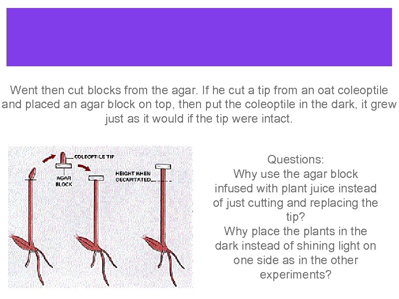 Went then cut blocks from the agar. If he cut a tip from an