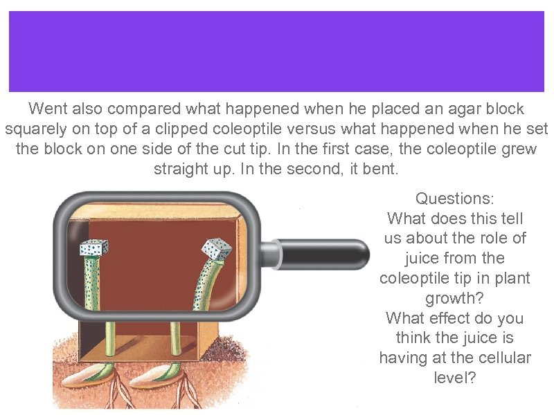 Went also compared what happened when he placed an agar block squarely on top