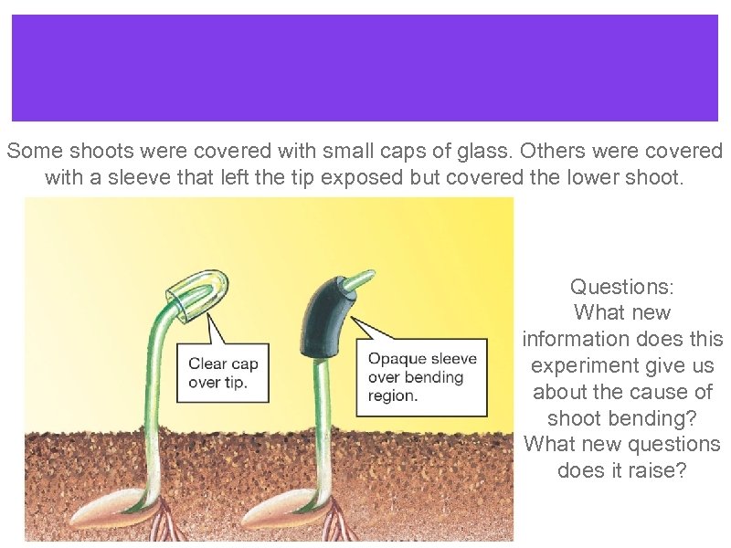 Some shoots were covered with small caps of glass. Others were covered with a