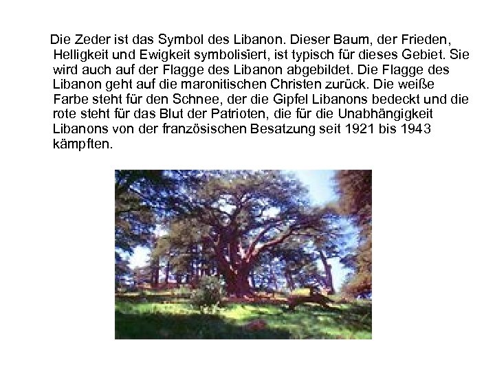 Die Zeder ist das Symbol des Libanon. Dieser Baum, der Frieden, . Helligkeit und