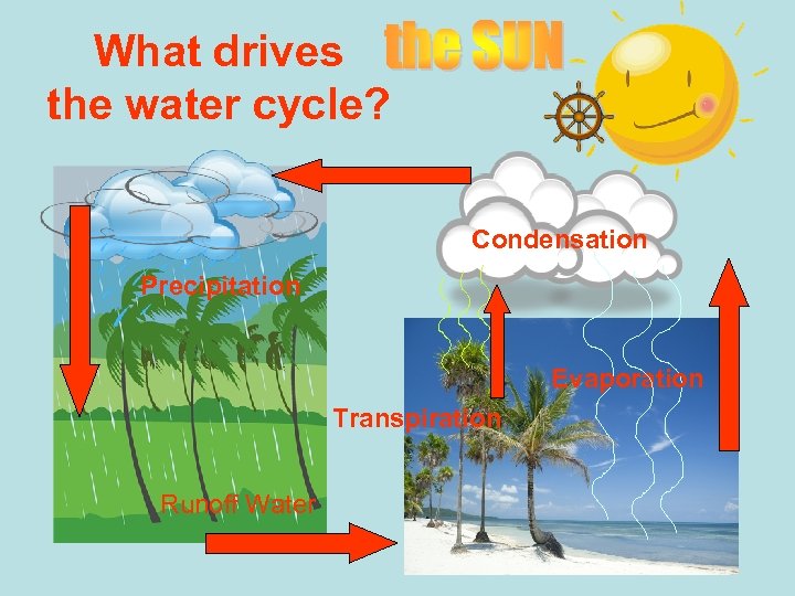 What drives the water cycle? Condensation Precipitation Evaporation Transpiration Runoff Water 