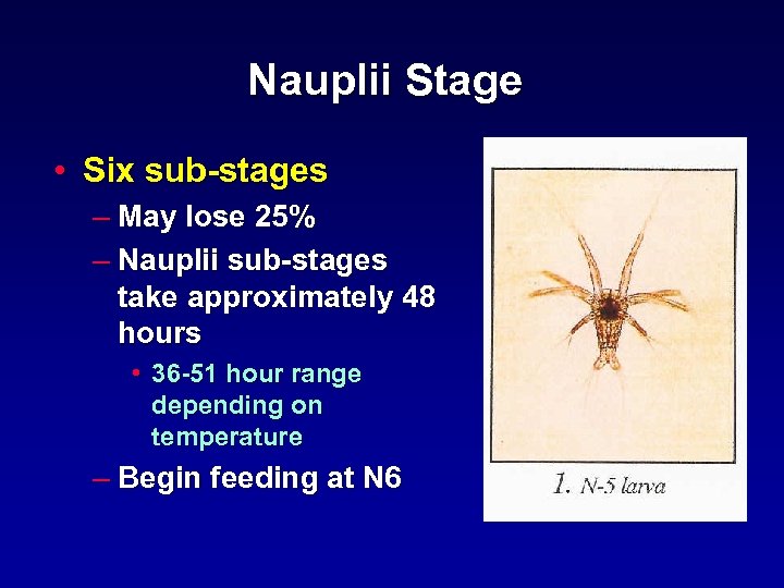 Nauplii Stage • Six sub-stages – May lose 25% – Nauplii sub-stages take approximately