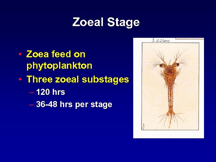 Zoeal Stage • Zoea feed on phytoplankton • Three zoeal substages – 120 hrs