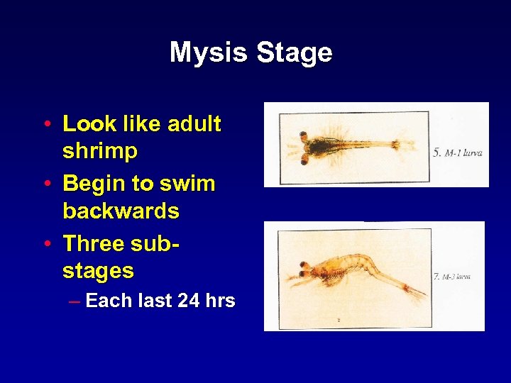 Mysis Stage • Look like adult shrimp • Begin to swim backwards • Three