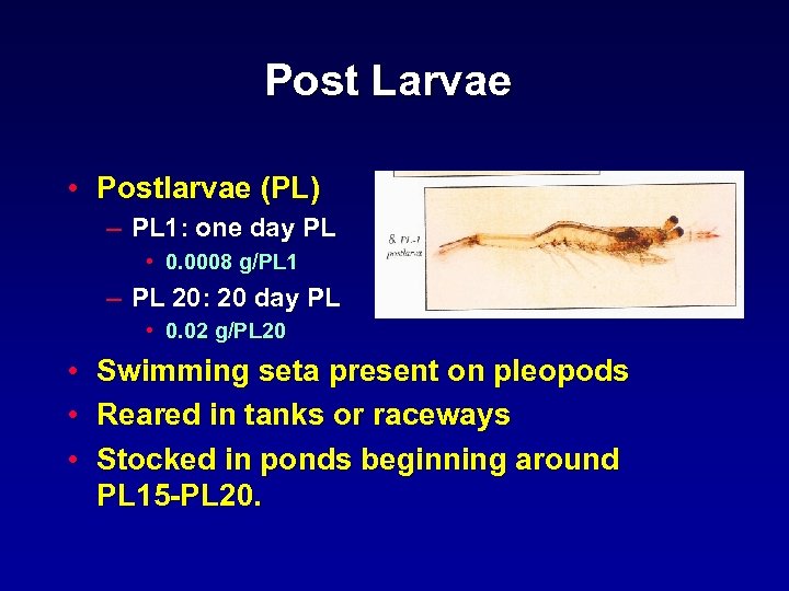 Post Larvae • Postlarvae (PL) – PL 1: one day PL • 0. 0008