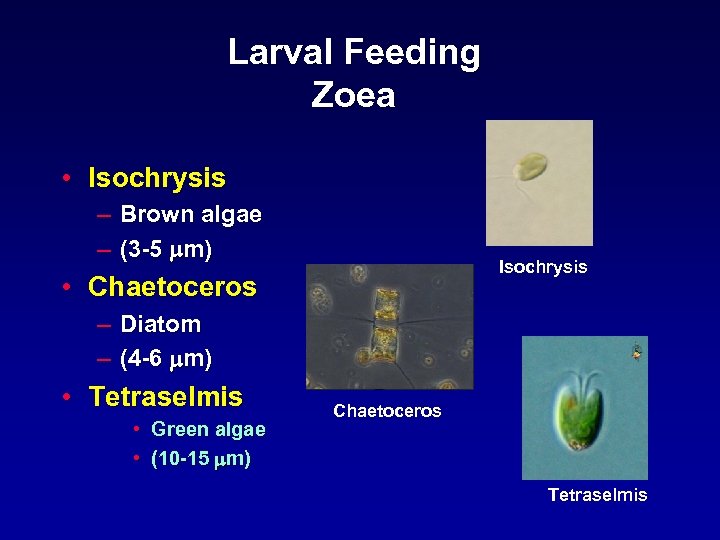 Larval Feeding Zoea • Isochrysis – Brown algae – (3 -5 mm) Isochrysis •
