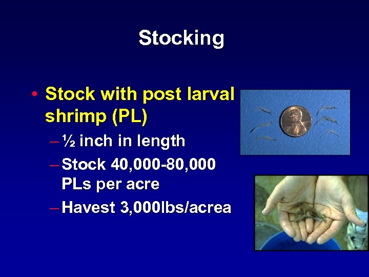 Stocking • Stock with post larval shrimp (PL) – ½ inch in length –