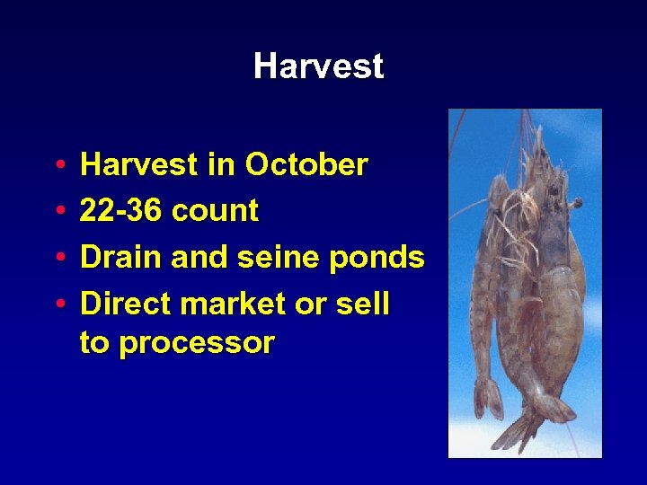 Harvest • • Harvest in October 22 -36 count Drain and seine ponds Direct