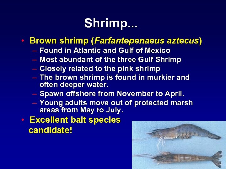 Shrimp. . . • Brown shrimp (Farfantepenaeus aztecus) – – – Found in Atlantic