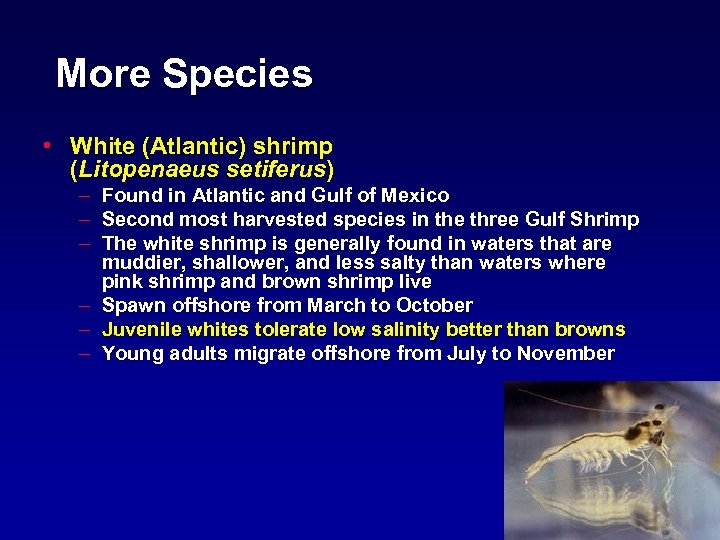 More Species • White (Atlantic) shrimp (Litopenaeus setiferus) – Found in Atlantic and Gulf