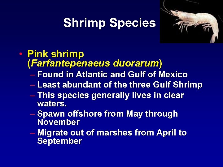 Shrimp Species • Pink shrimp (Farfantepenaeus duorarum) – Found in Atlantic and Gulf of