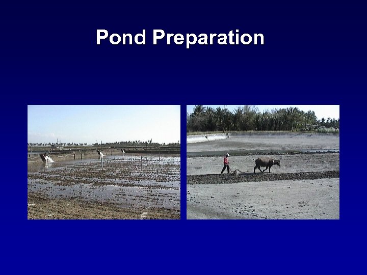 Pond Preparation 