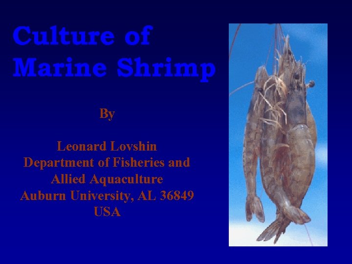 Culture of Marine Shrimp By Leonard Lovshin Department of Fisheries and Allied Aquaculture Auburn